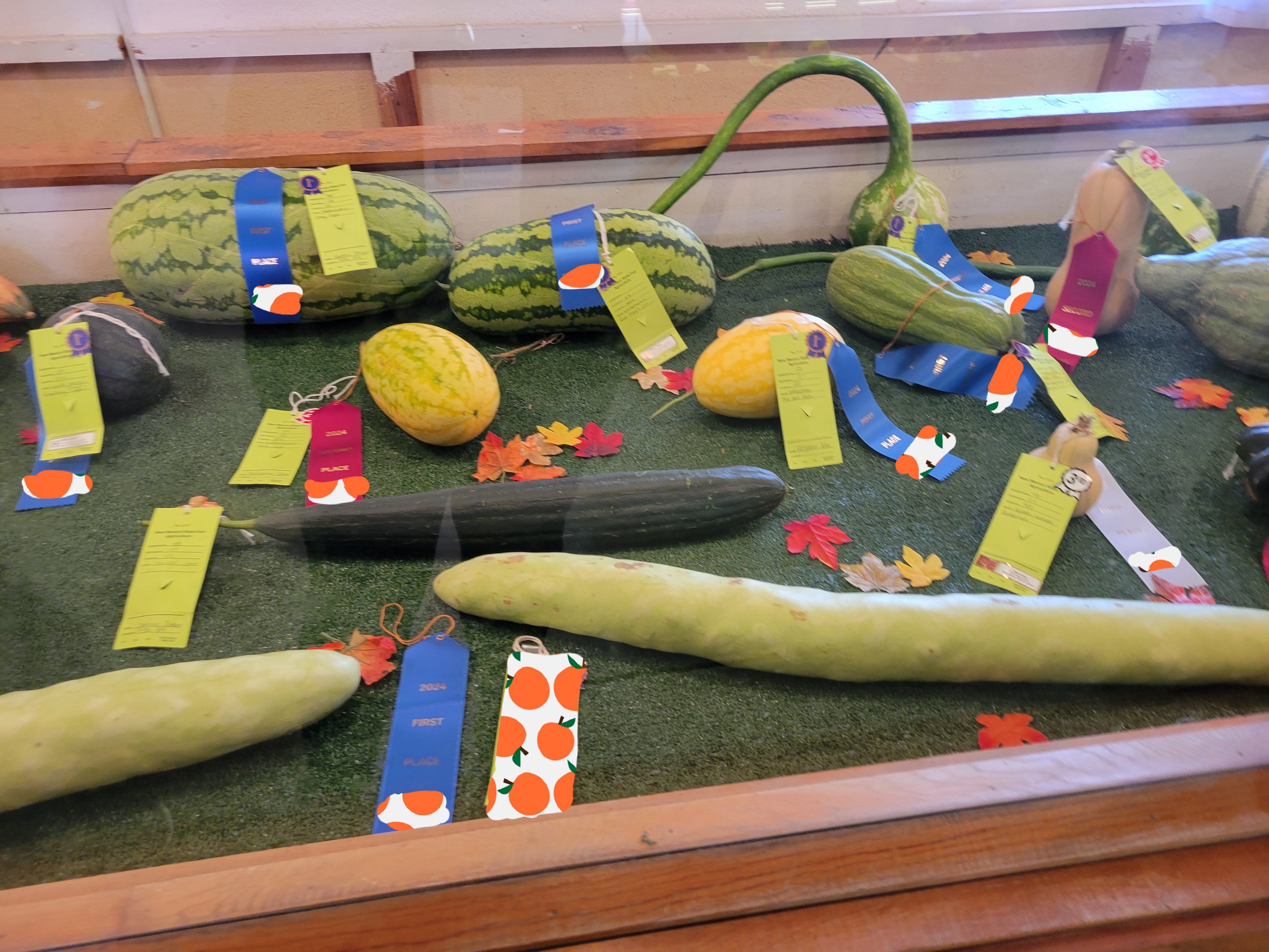 Glass display full of large or unusual shaped produce with awards on them